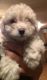 Miniature Poodle Puppies for sale in Pearland, TX 77584, USA. price: NA