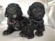 Miniature Poodle Puppies for sale in Kentucky Dam, Gilbertsville, KY 42044, USA. price: NA