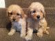Miniature Poodle Puppies for sale in Seattle, WA, USA. price: NA