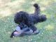 Miniature Poodle Puppies for sale in Sammamish, WA, USA. price: $500