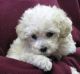 Miniature Poodle Puppies for sale in Jersey City, NJ, USA. price: $500