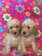 Miniature Poodle Puppies for sale in Phoenix, AZ, USA. price: $500