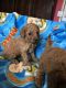 Miniature Poodle Puppies for sale in Alpharetta, GA, USA. price: NA