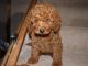 Miniature Poodle Puppies for sale in Ann Arbor, MI, USA. price: NA