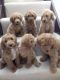 Miniature Poodle Puppies for sale in Branford, FL 32008, USA. price: NA