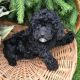 Miniature Poodle Puppies for sale in Canton, OH, USA. price: NA