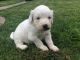 Miniature Poodle Puppies for sale in San Jose, CA 95113, USA. price: NA