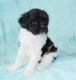Miniature Poodle Puppies for sale in Los Angeles, CA, USA. price: $600