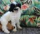 Miniature Poodle Puppies for sale in 31792 Coast Hwy, Laguna Beach, CA 92651, USA. price: NA