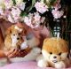 Miniature Poodle Puppies for sale in Fort Lauderdale, FL, USA. price: NA
