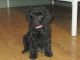 Miniature Poodle Puppies for sale in Columbia, SC, USA. price: $500