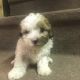 Miniature Poodle Puppies for sale in Canton, OH, USA. price: NA
