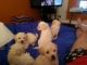 Miniature Poodle Puppies for sale in Charleston, WV, USA. price: $400