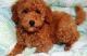 Miniature Poodle Puppies for sale in Charleston, WV, USA. price: NA