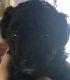 Miniature Poodle Puppies for sale in Oswego, NY, USA. price: $850