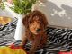 Miniature Poodle Puppies for sale in Gaithersburg, MD, USA. price: NA