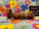 Miniature Poodle Puppies for sale in Kandiyohi County, MN, USA. price: $1,500