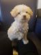 Miniature Poodle Puppies for sale in Waldorf, MD, USA. price: NA