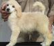 Miniature Poodle Puppies for sale in Little Rock, AR, USA. price: $400