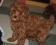 Miniature Poodle Puppies for sale in Lake Carolyn Pkwy, Irving, TX 75039, USA. price: NA