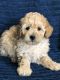 Miniature Poodle Puppies for sale in Peebles, OH 45660, USA. price: $500