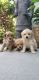 Miniature Poodle Puppies for sale in LAUD BY SEA, FL 33308, USA. price: $1,600