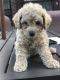 Miniature Poodle Puppies for sale in Staten Island, NY, USA. price: NA