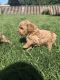 Miniature Poodle Puppies for sale in Pasco, WA 99301, USA. price: NA