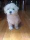 Miniature Poodle Puppies for sale in Breeding, KY 42715, USA. price: $850