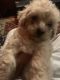 Miniature Poodle Puppies for sale in San Antonio, TX, USA. price: $550