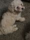 Miniature Poodle Puppies for sale in San Antonio, TX, USA. price: $600