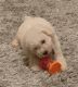 Miniature Poodle Puppies for sale in Duluth, GA, USA. price: NA