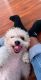 Miniature Poodle Puppies for sale in Los Angeles, CA, USA. price: $50