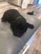 Miniature Poodle Puppies for sale in Bruce, SD 57220, USA. price: NA