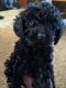 Miniature Poodle Puppies for sale in Phelps, NY 14532, USA. price: NA
