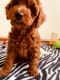 Miniature Poodle Puppies for sale in Gaithersburg, MD, USA. price: NA