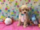 Miniature Poodle Puppies for sale in Clermont, FL, USA. price: NA