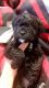 Miniature Poodle Puppies for sale in Waynesboro, VA 22980, USA. price: $250