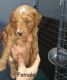 Miniature Poodle Puppies for sale in Marion, IN, USA. price: $1,000