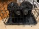 Miniature Poodle Puppies for sale in Baltimore, MD 21217, USA. price: NA