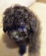 Miniature Poodle Puppies for sale in Lafayette, IN, USA. price: NA