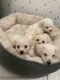 Miniature Poodle Puppies for sale in Flagstaff, AZ, USA. price: NA