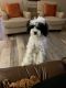 Miniature Poodle Puppies for sale in Ocean Springs, MS 39564, USA. price: NA