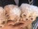 Miniature Poodle Puppies for sale in Rialto, CA, USA. price: NA