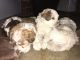Miniature Poodle Puppies for sale in Lancaster County, PA, USA. price: $1,800