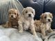 Miniature Poodle Puppies for sale in Miami, FL, USA. price: NA