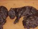 Miniature Poodle Puppies for sale in Muncie, IN 47302, USA. price: NA