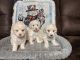 Miniature Poodle Puppies for sale in Magnolia, TX, USA. price: NA