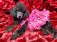 Miniature Poodle Puppies for sale in Stillwater, MN 55082, USA. price: $800