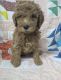 Miniature Poodle Puppies for sale in Chicago, IL, USA. price: NA